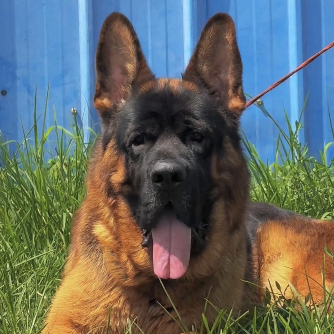 豫淮犬舍宠物有限公司门店官方号