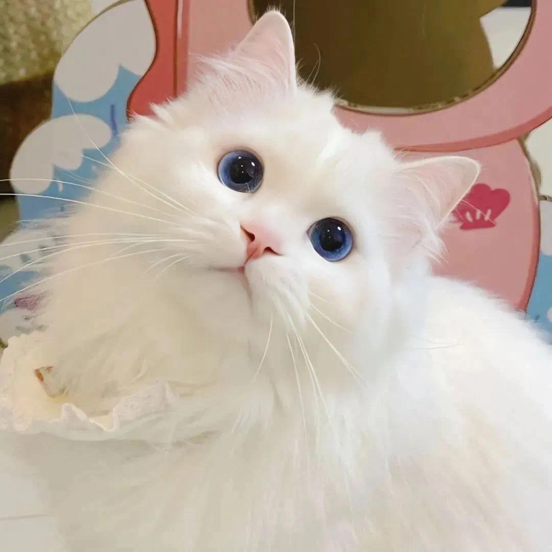 °小猫可乖了