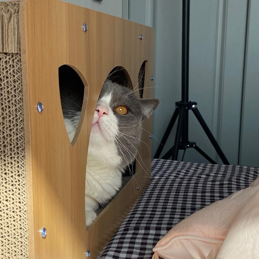 养猫的狗子