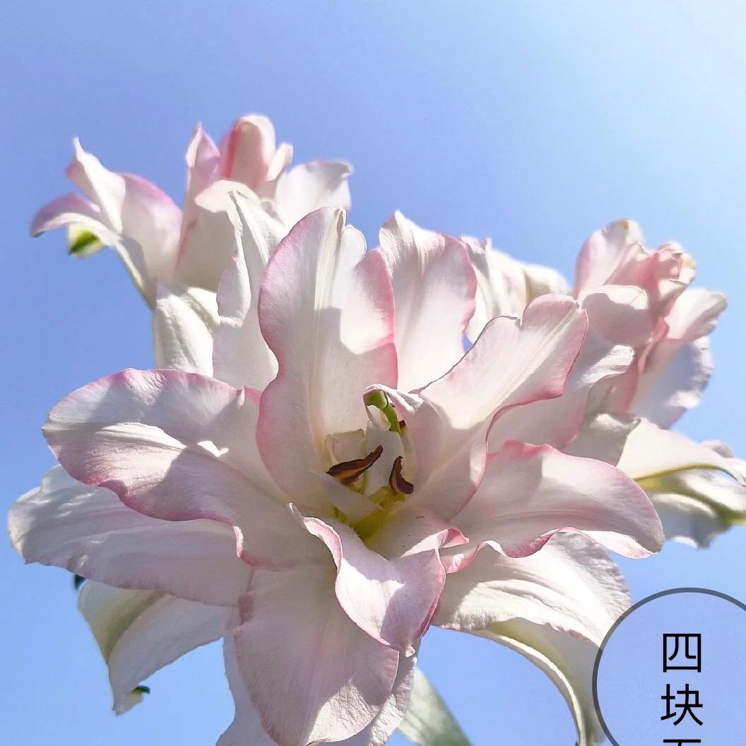四块五的鲜花