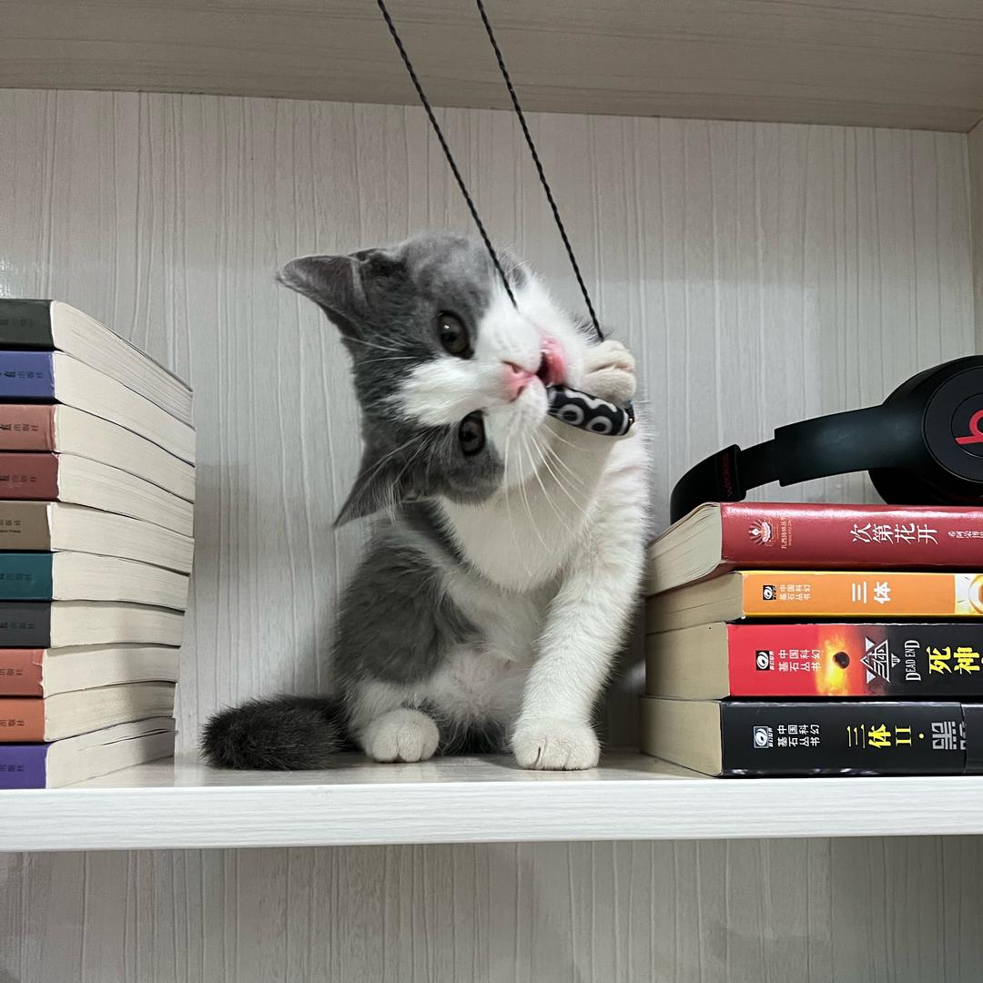 学游泳的鱼
