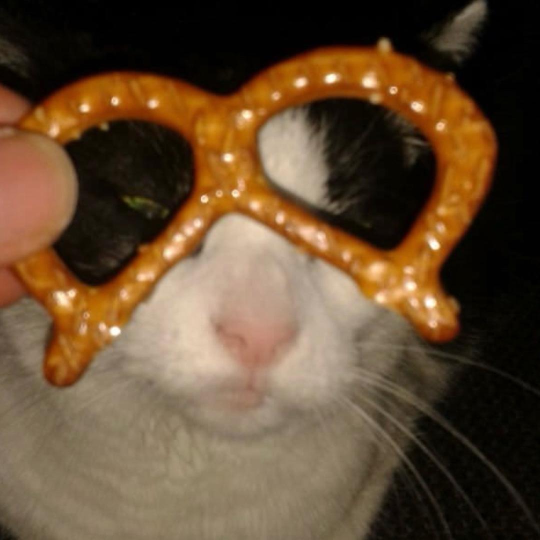 猫不给一屎