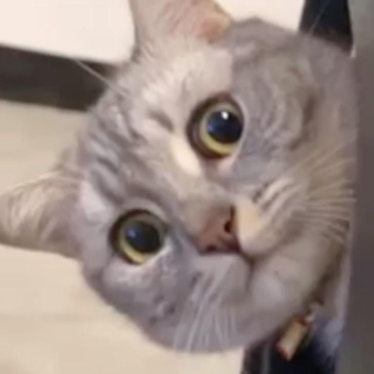 姣姐家的🐽猪咪