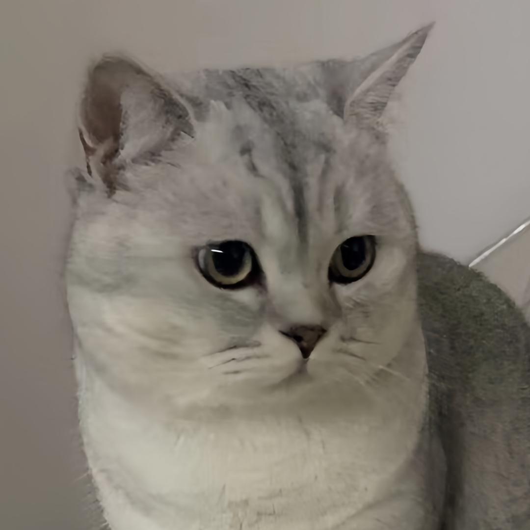 砖头是猫不是砖🧱