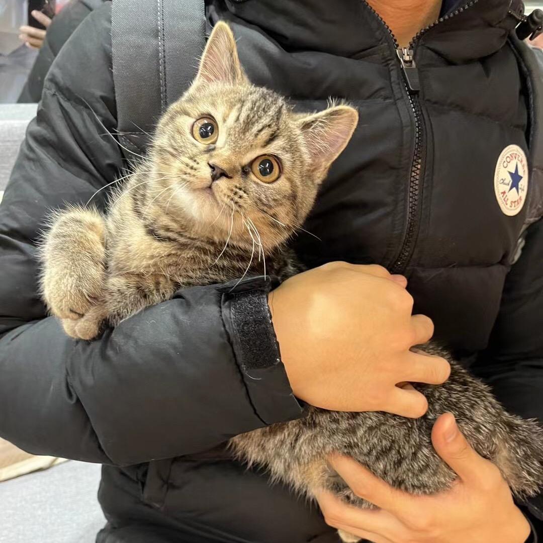 豆酥超级大肥猫