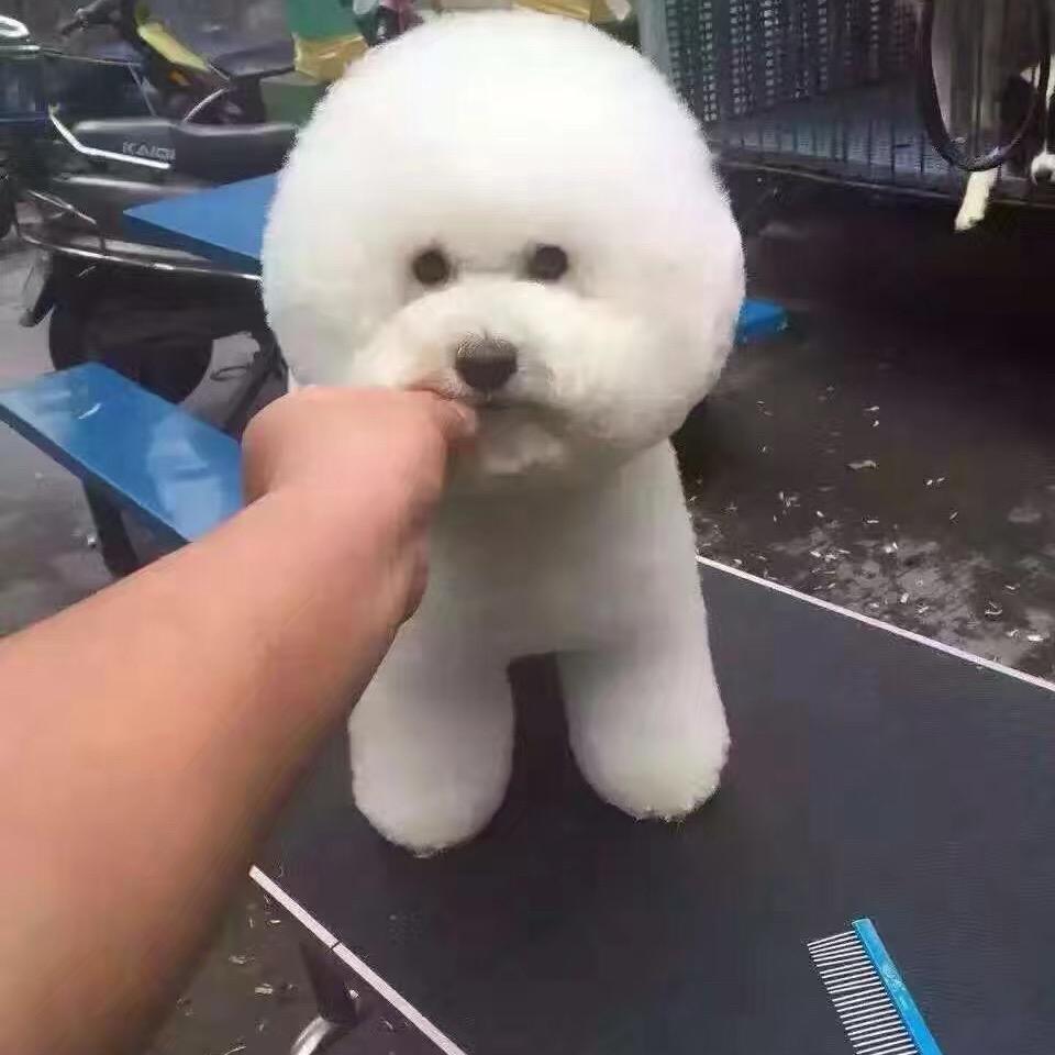 广西玉林萌宠繁殖基地