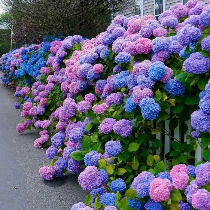 靓仔花卉种苗基地