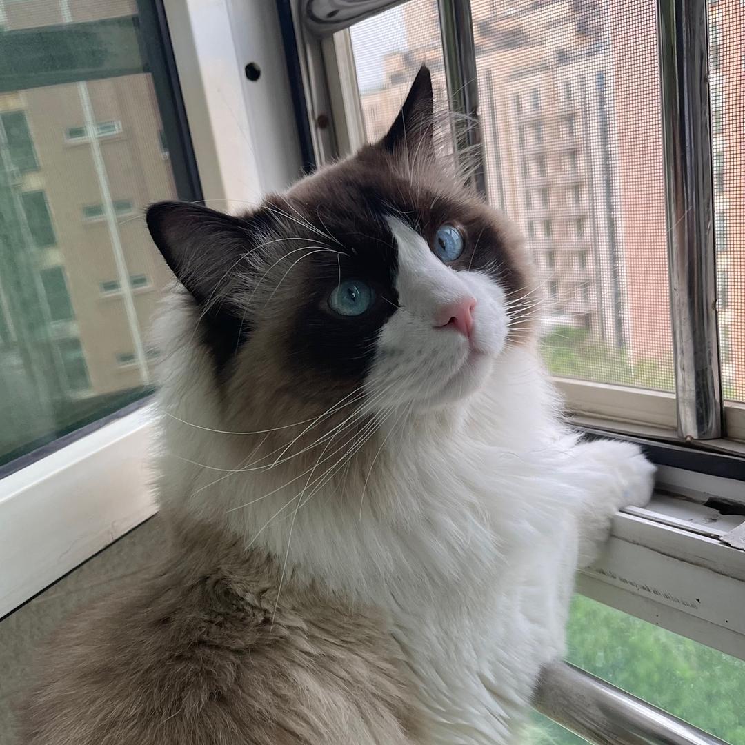 一家三口+猫