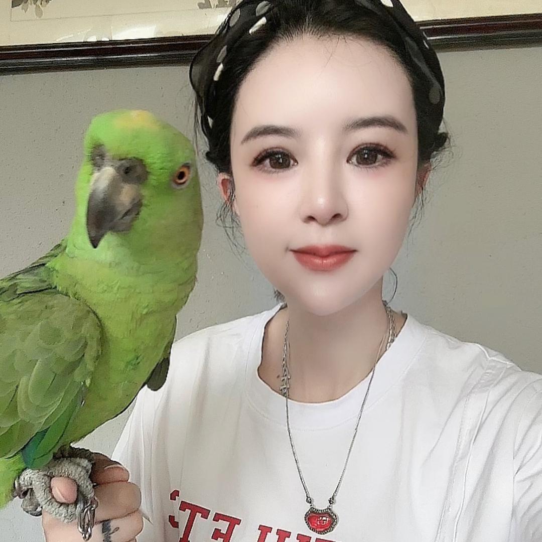 鹦鹉小七