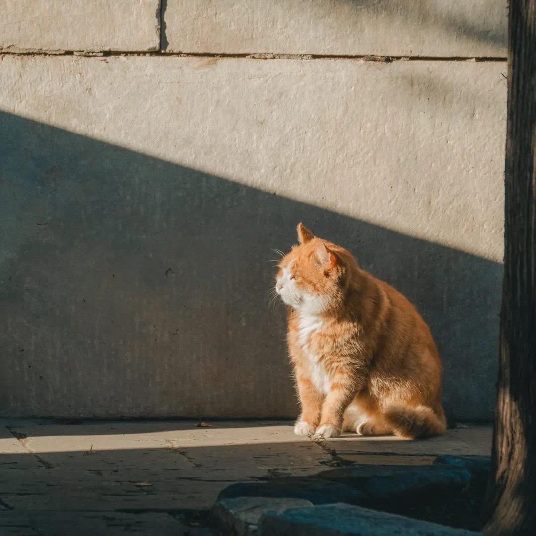 机灵小可爱