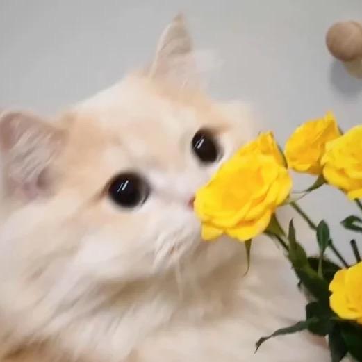 晖的头像