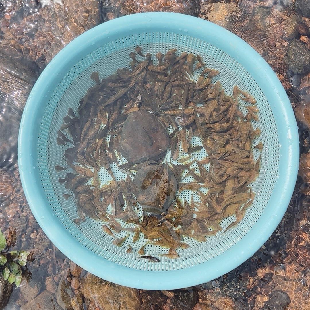 批发各种吸鳅🐋🐠清理鱼缸好帮手🐬