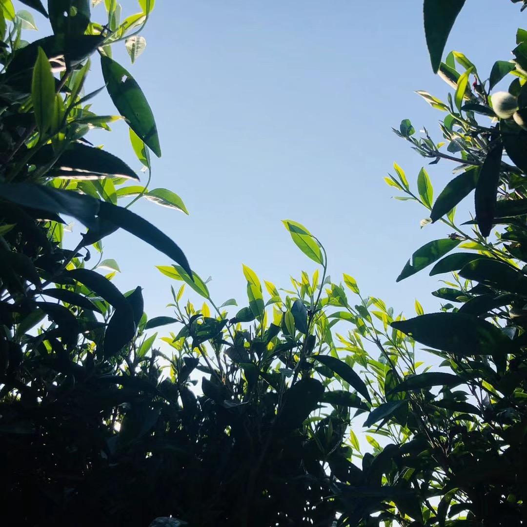 新🌱茶庄