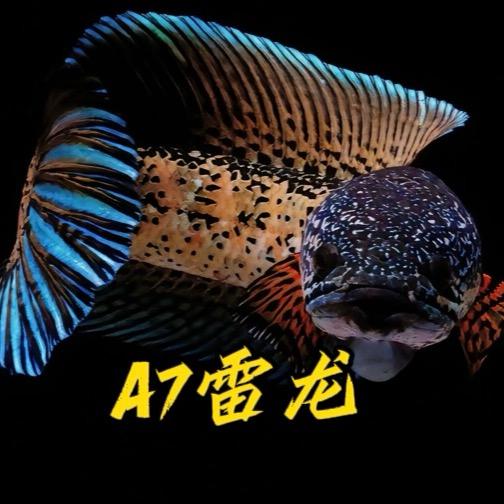 A7雷龙