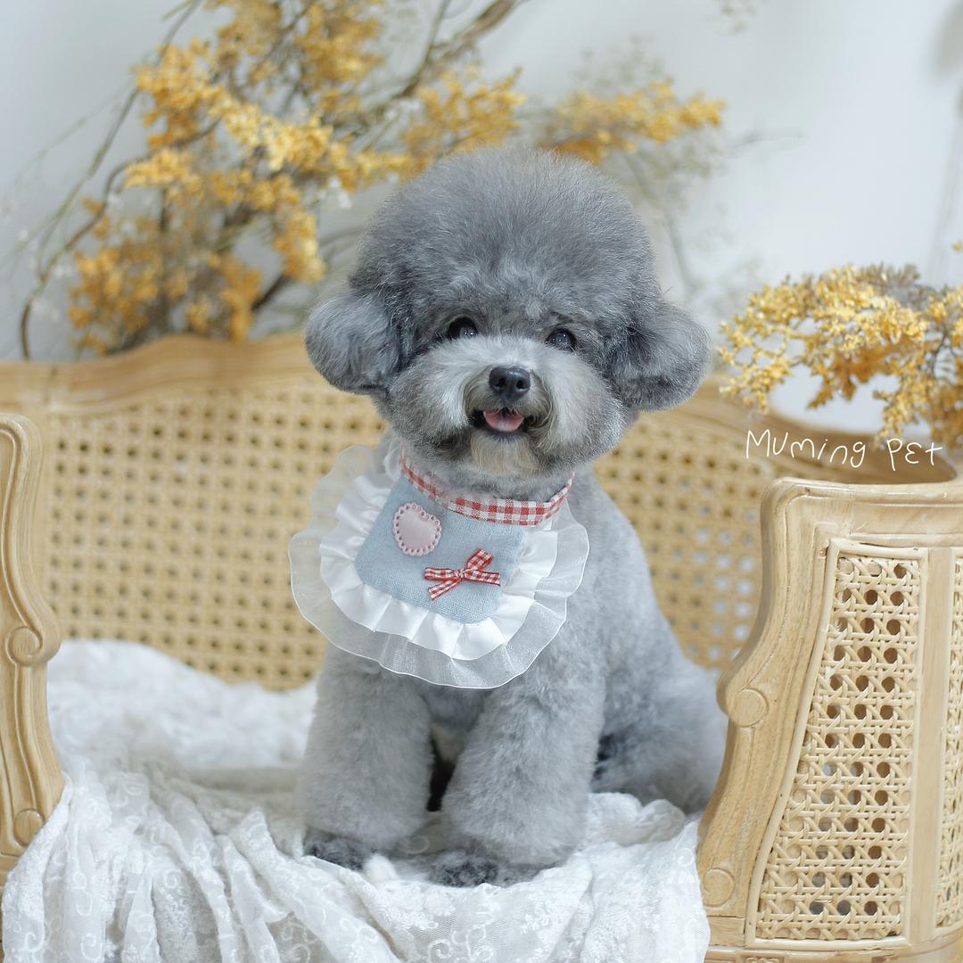 嘿米是只灰泰迪🌸