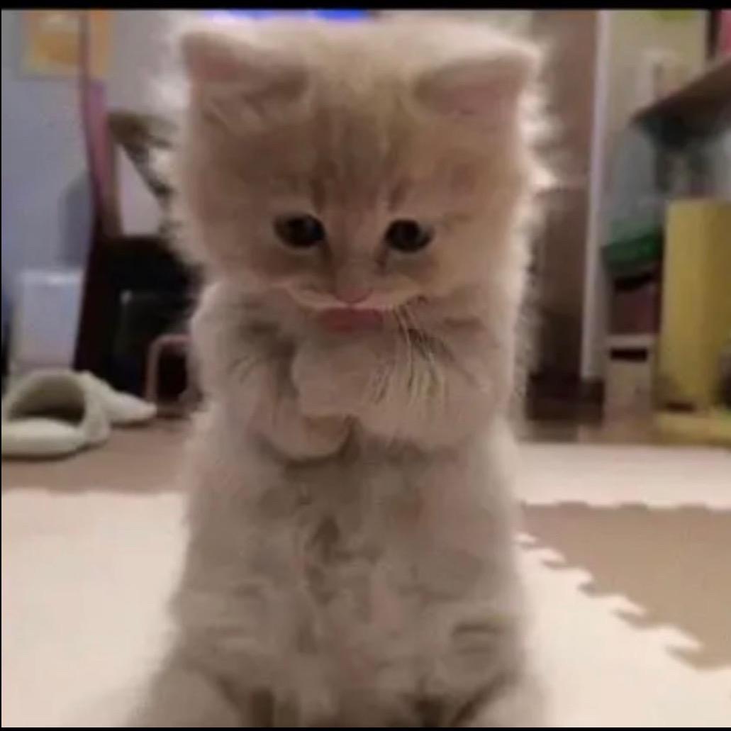 狗狗酱🐾