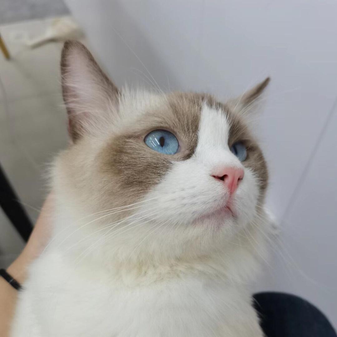 猫爪爪