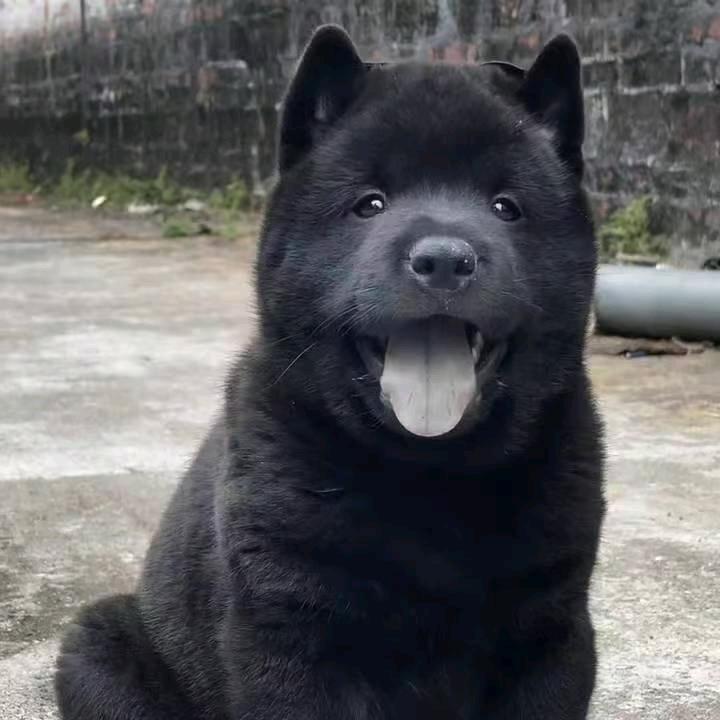 五黑犬的直播间