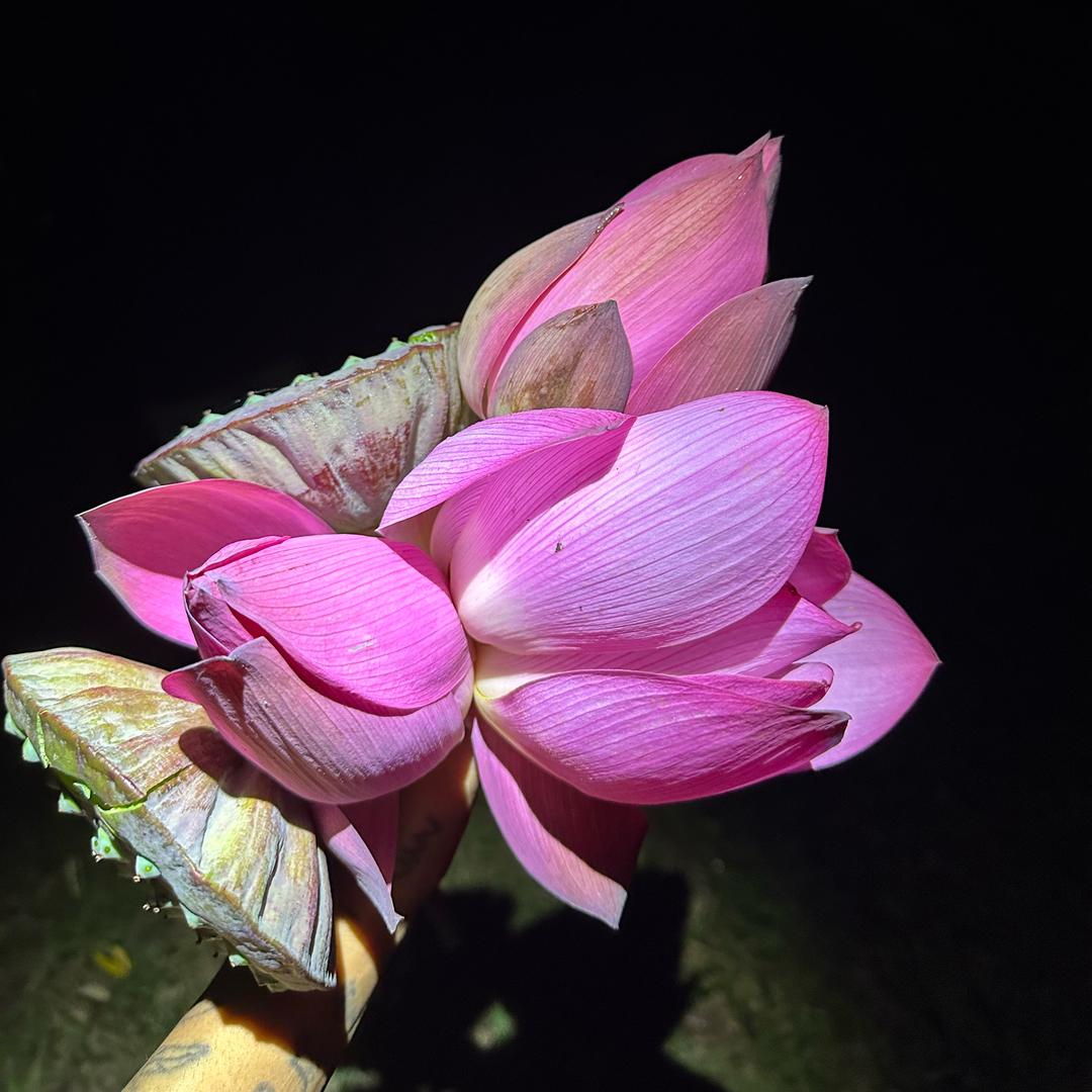 木木、