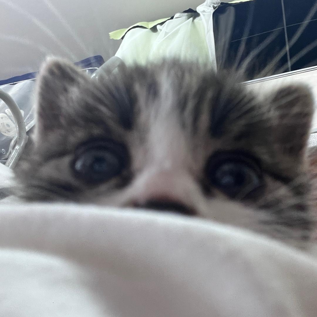 番茄不炒鸡蛋可以吗