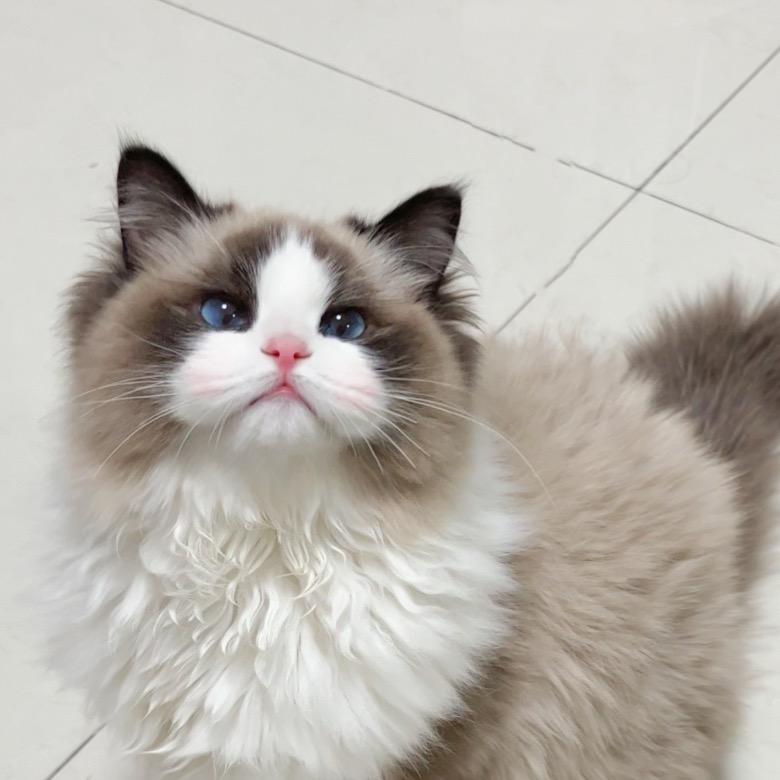 猪咪小CC