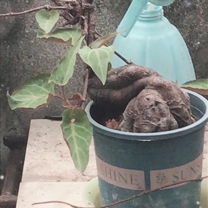 金蛋子先生
