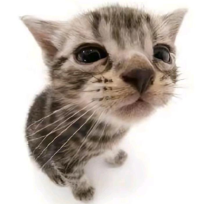 猫猫有虾