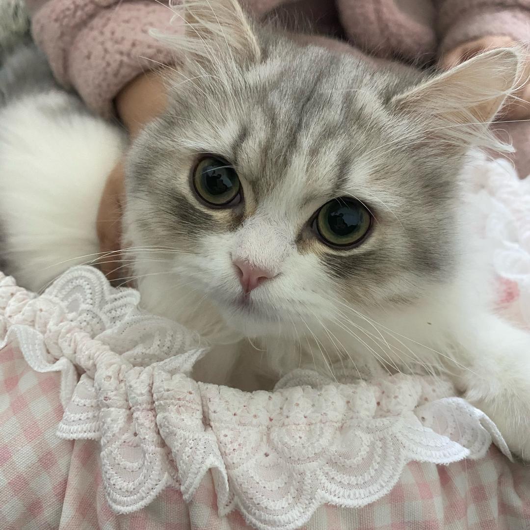 鹏哥🌻