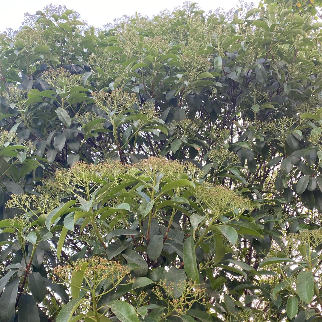 染绿青山的雨