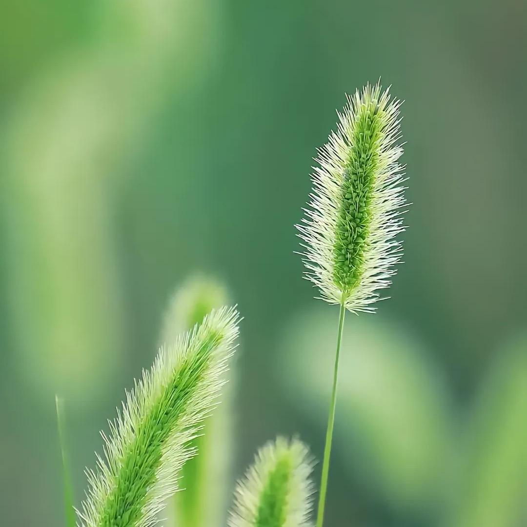 怡初荷