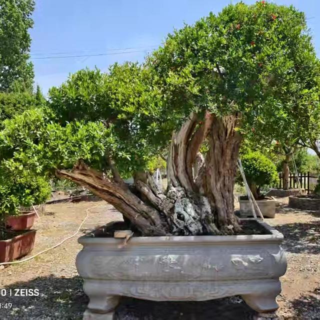 景翠园石榴盆景