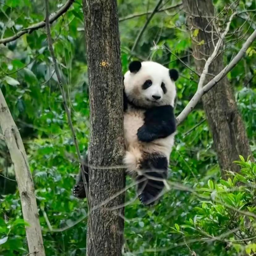 吃货皮卡丘