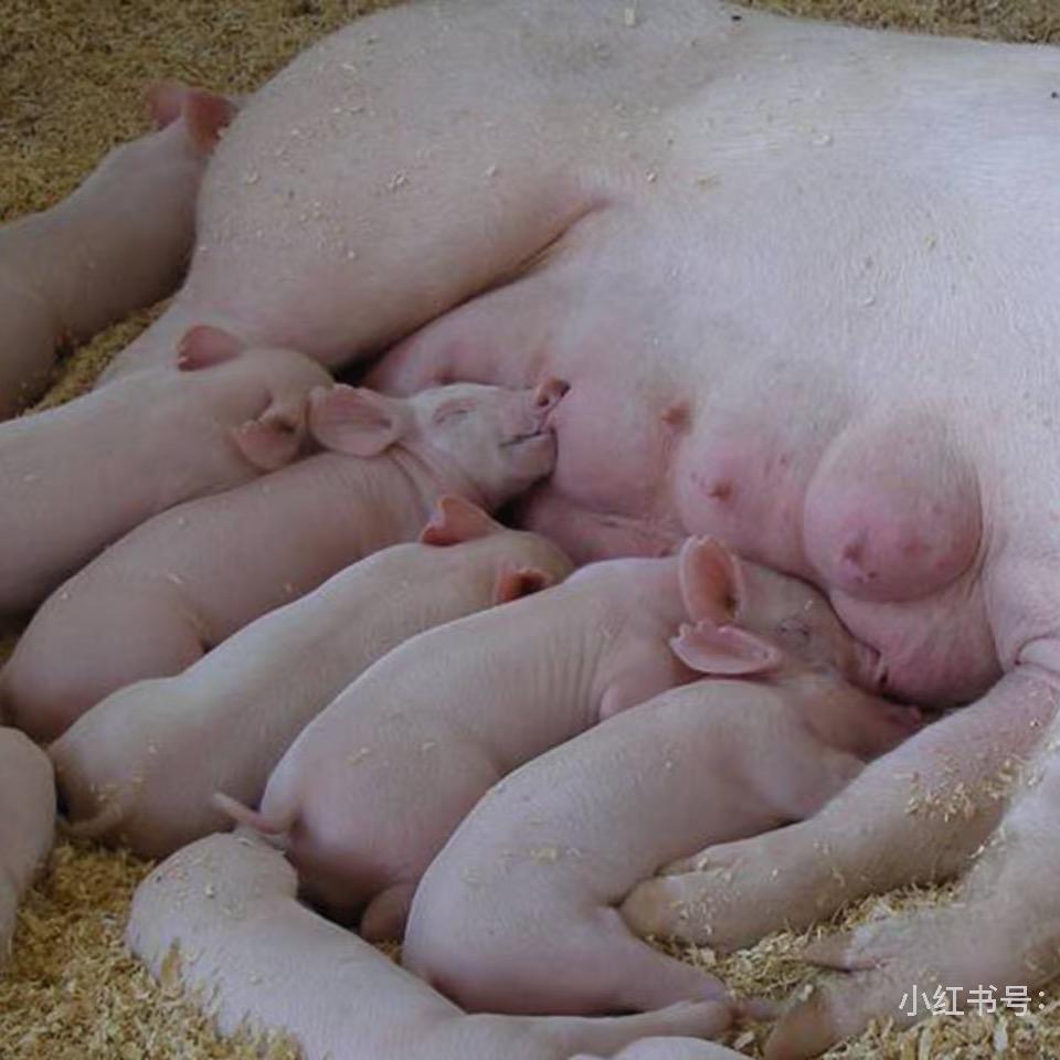 母猪的产后护理