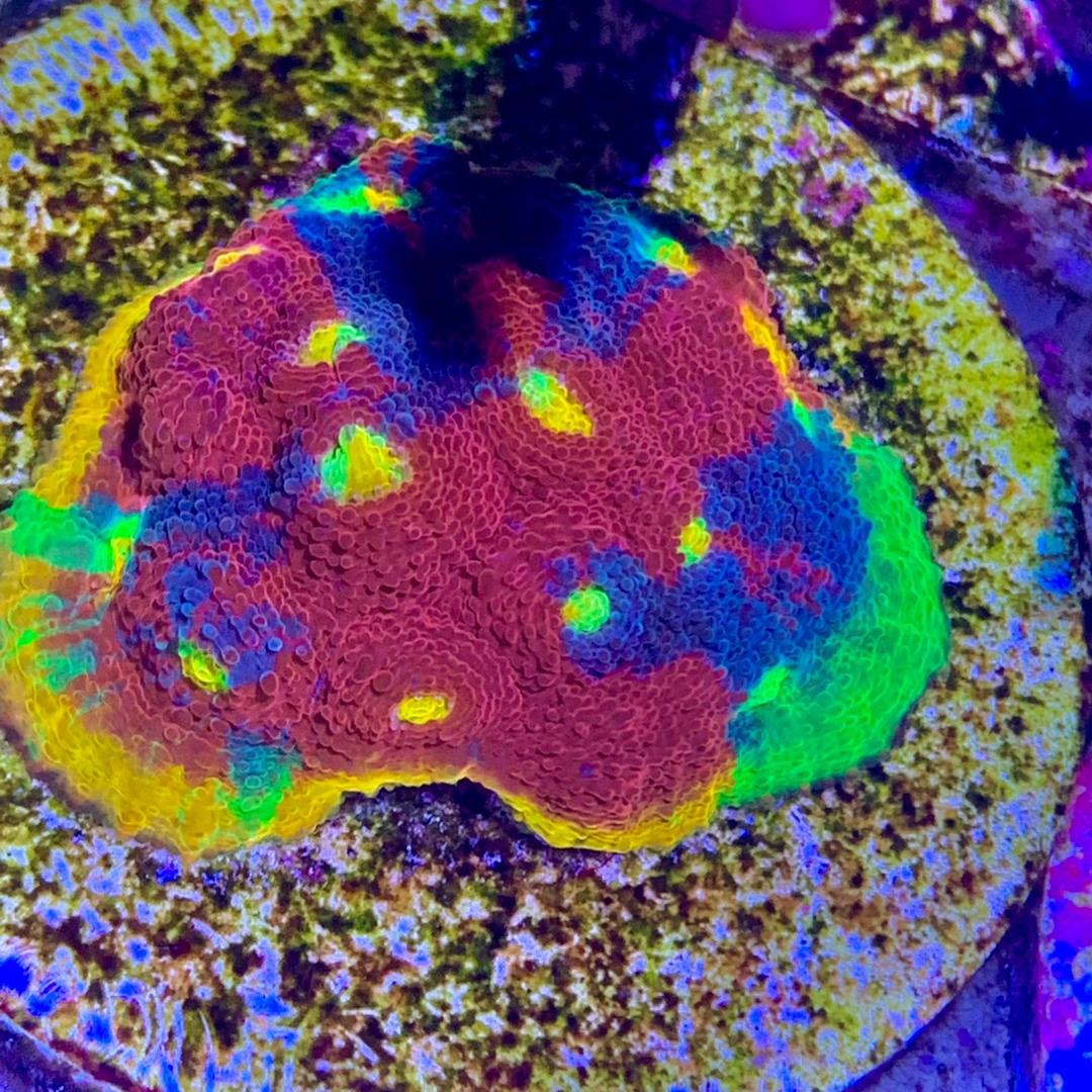 吾爱有三日月与卿