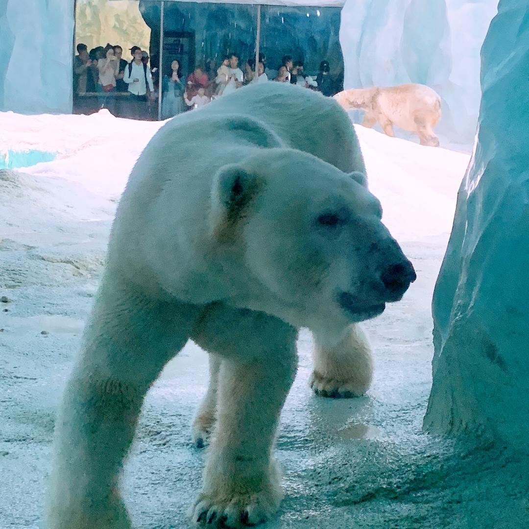 星哥，（手机摄影）