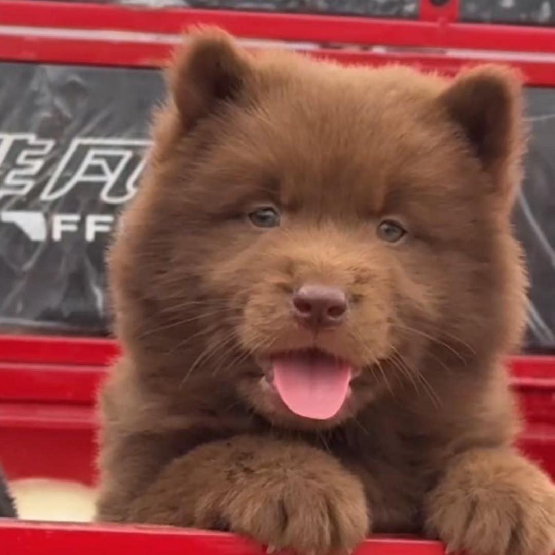 田园犬白土松之家