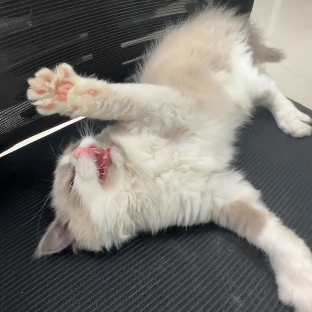 朋友送的猫叫球球