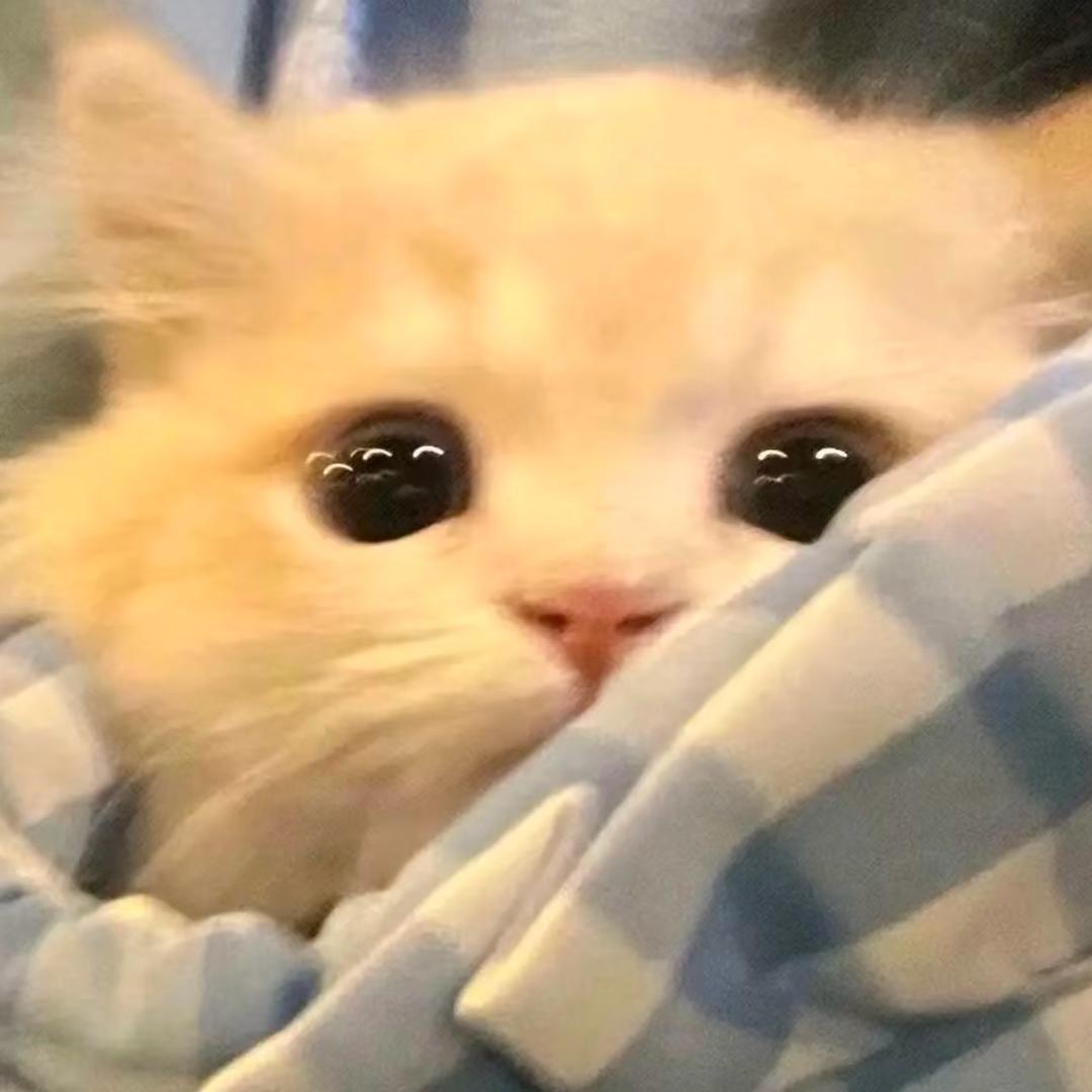 暴躁小鱼