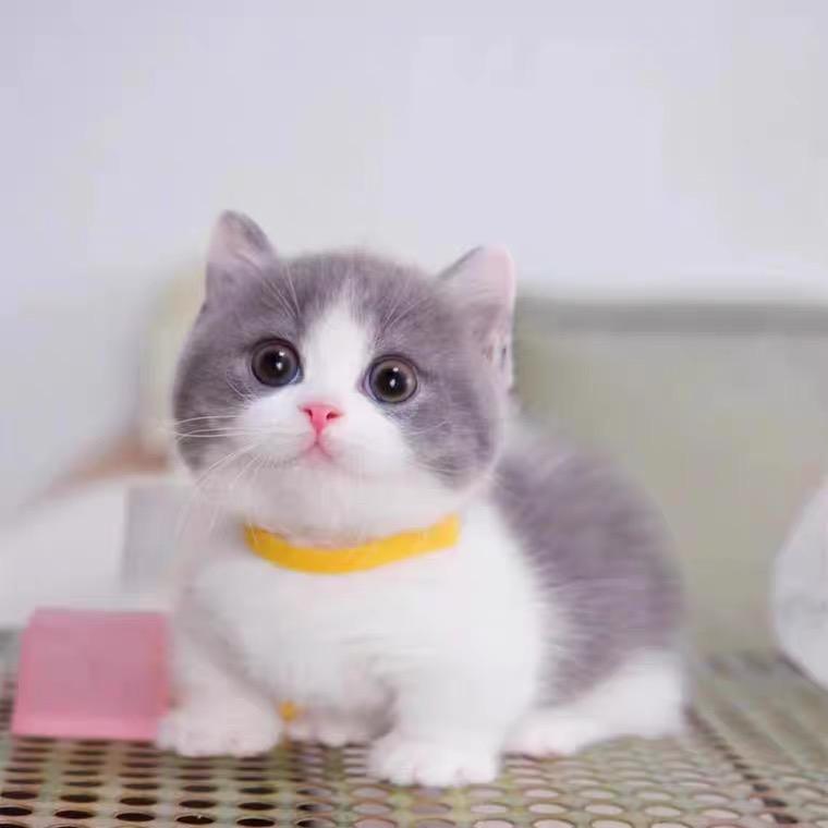 冷漠【宠物情缘】