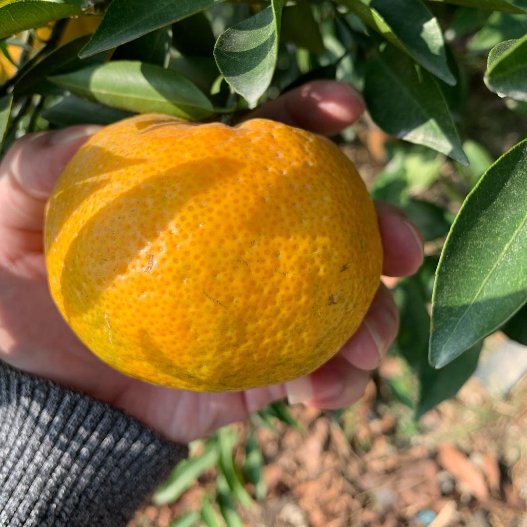 新会江潮陈皮茶厂-区健明