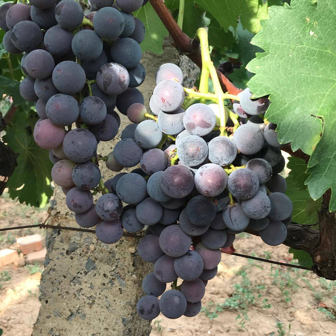 户太八号葡萄🍇