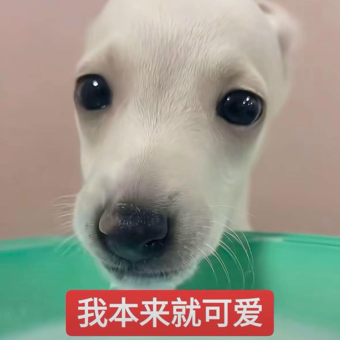 不准再剪短发
