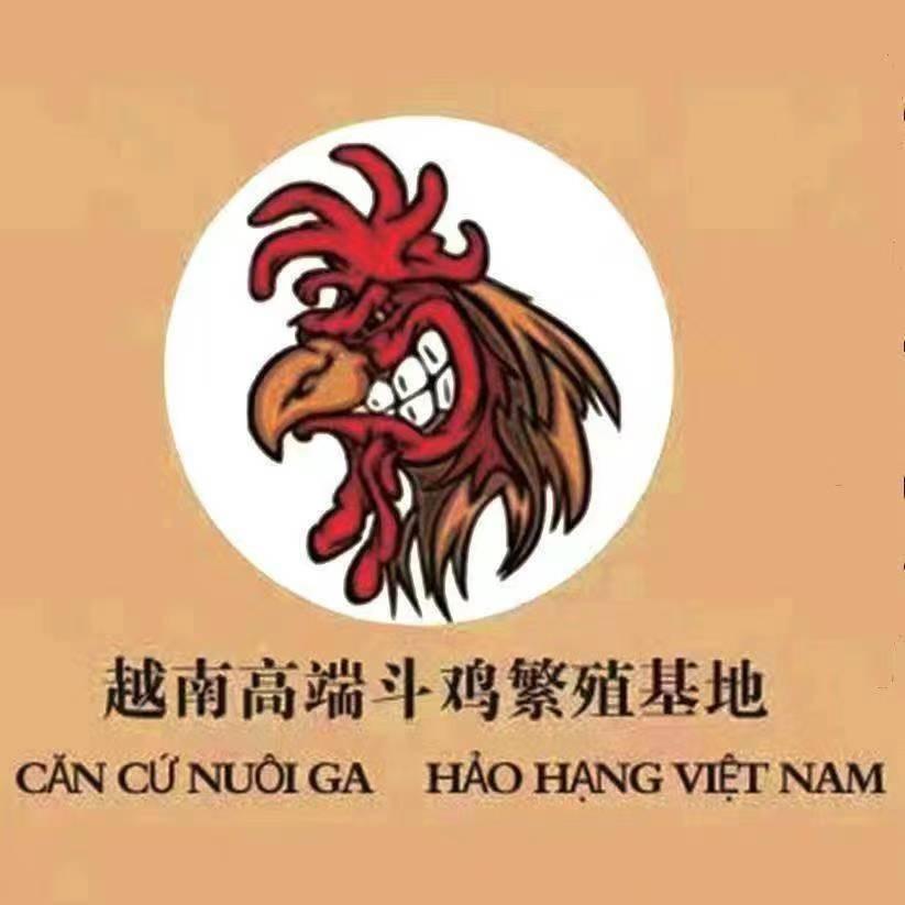 高端战队🔥越南斗鸡精选