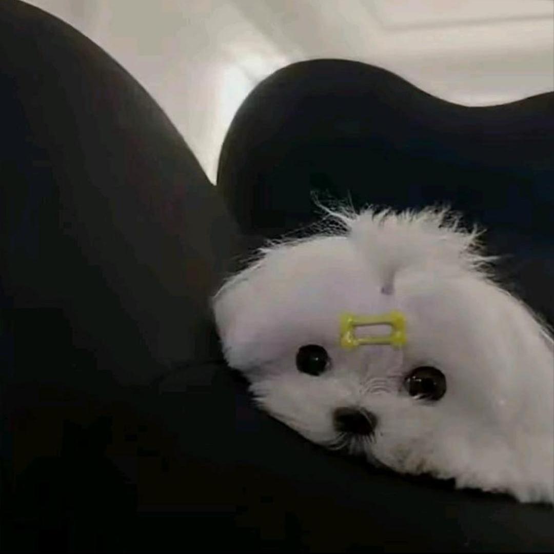 鱼66