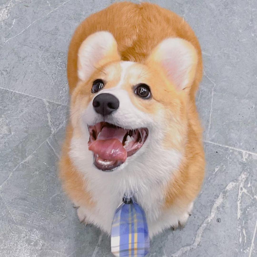 卡萌🐾宠爱（丹棱店）