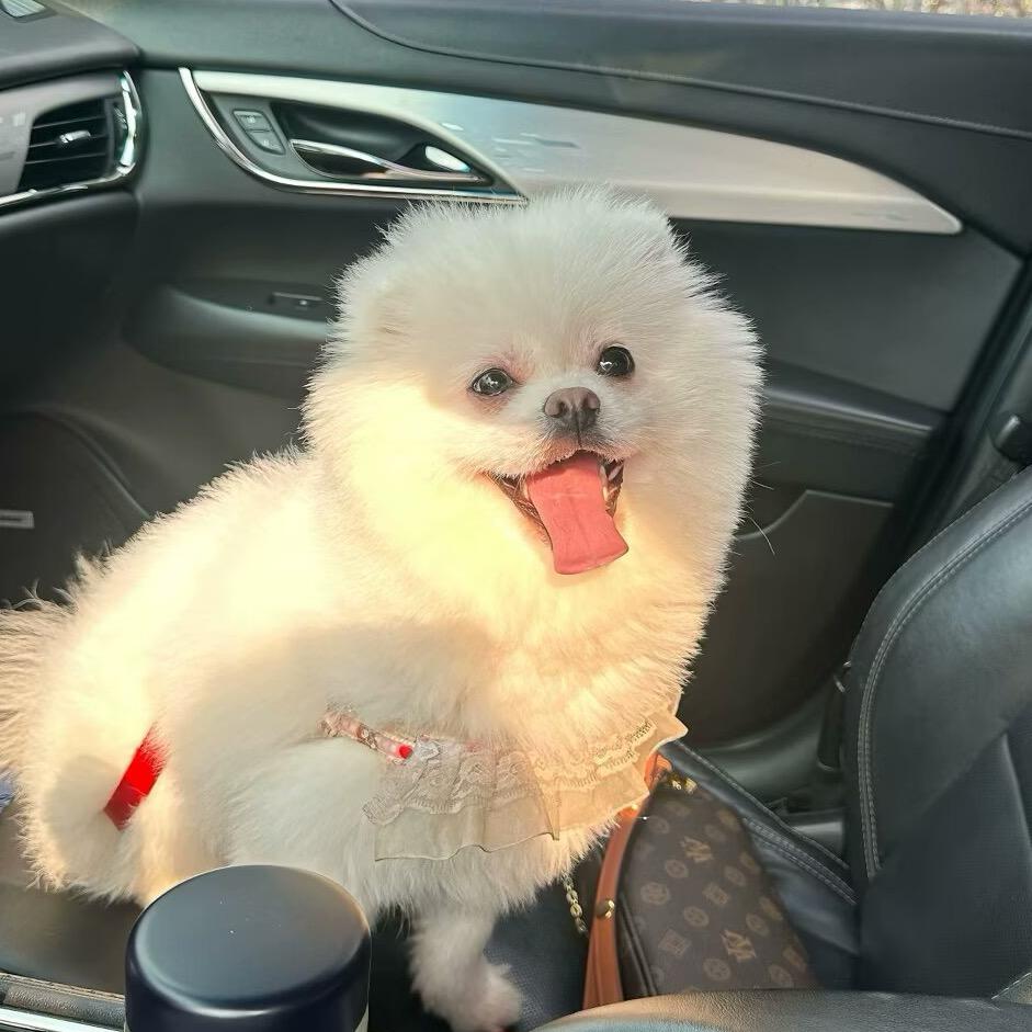 杨漂亮 🌙