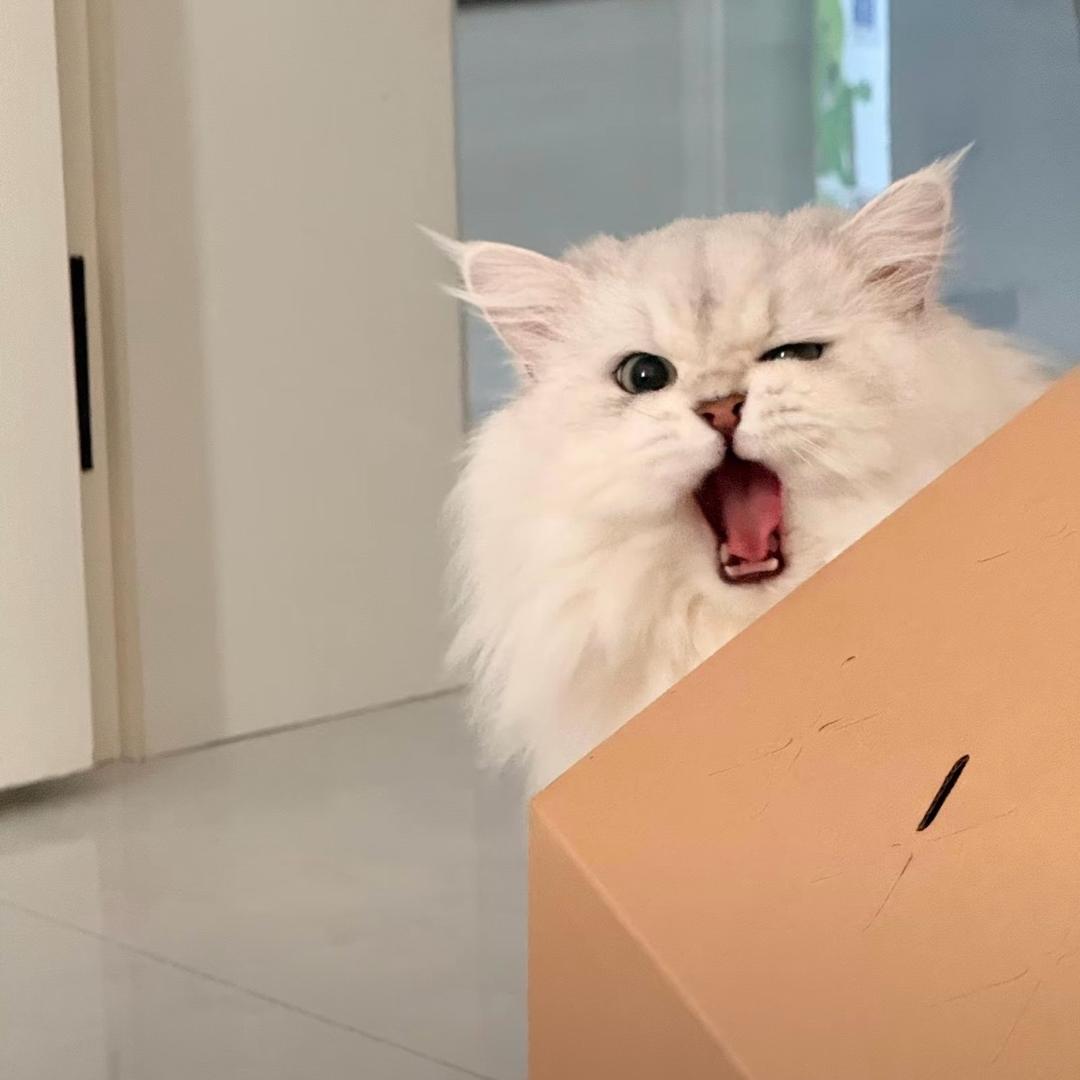 西瓜要吃一整个