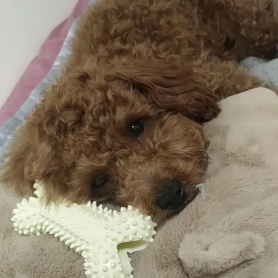 可乐爱吃番茄酱