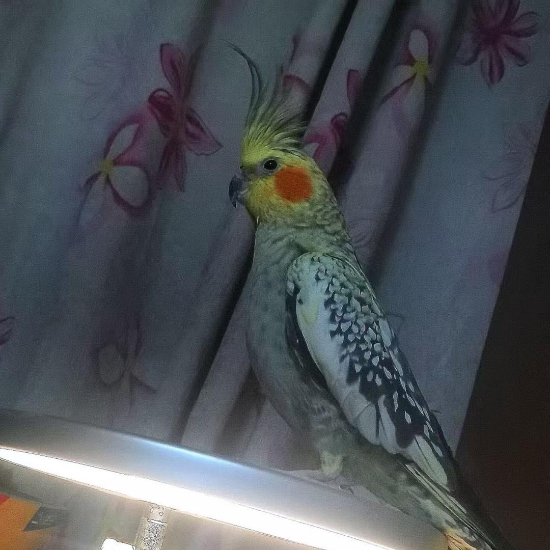 stanly