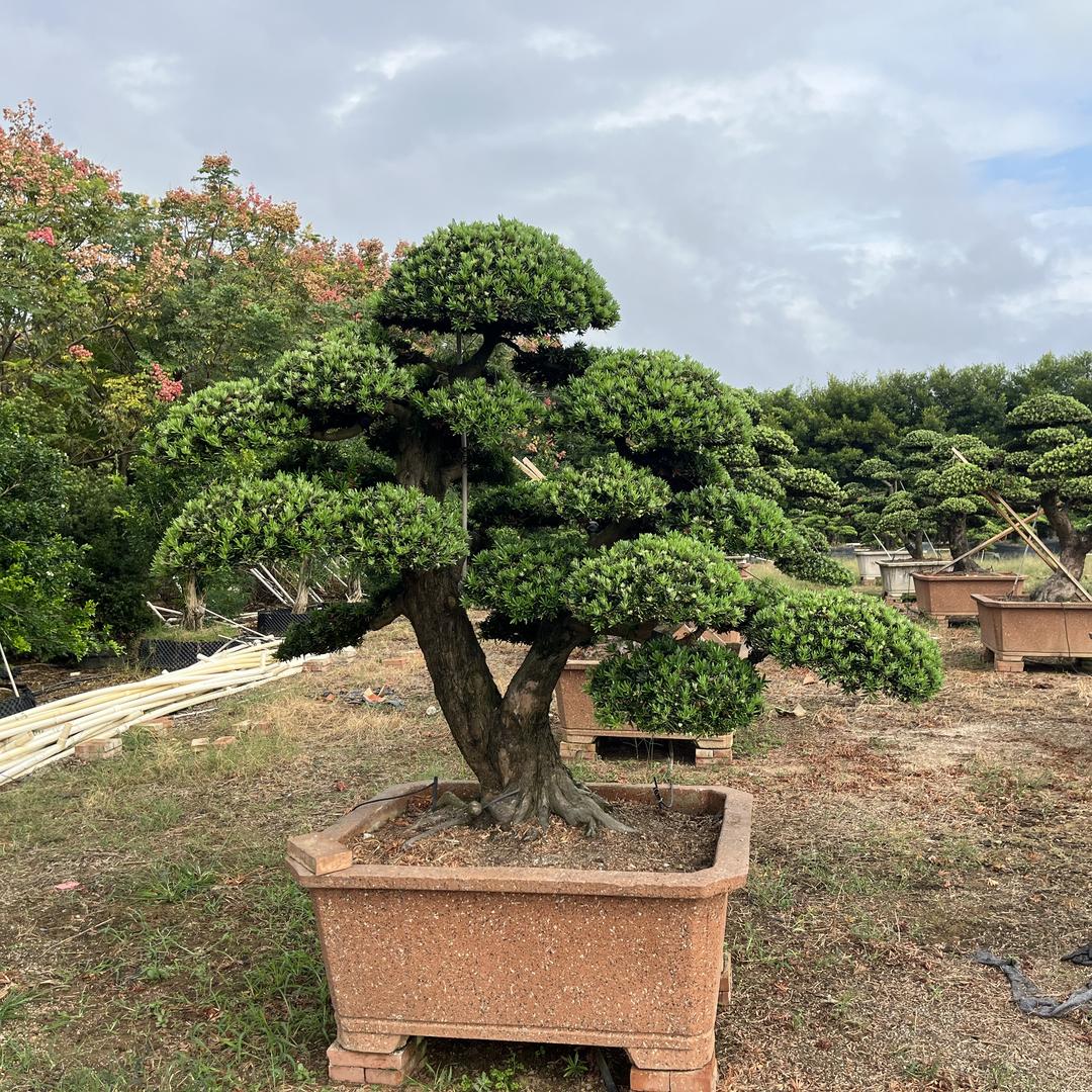 旺景罗汉松园艺